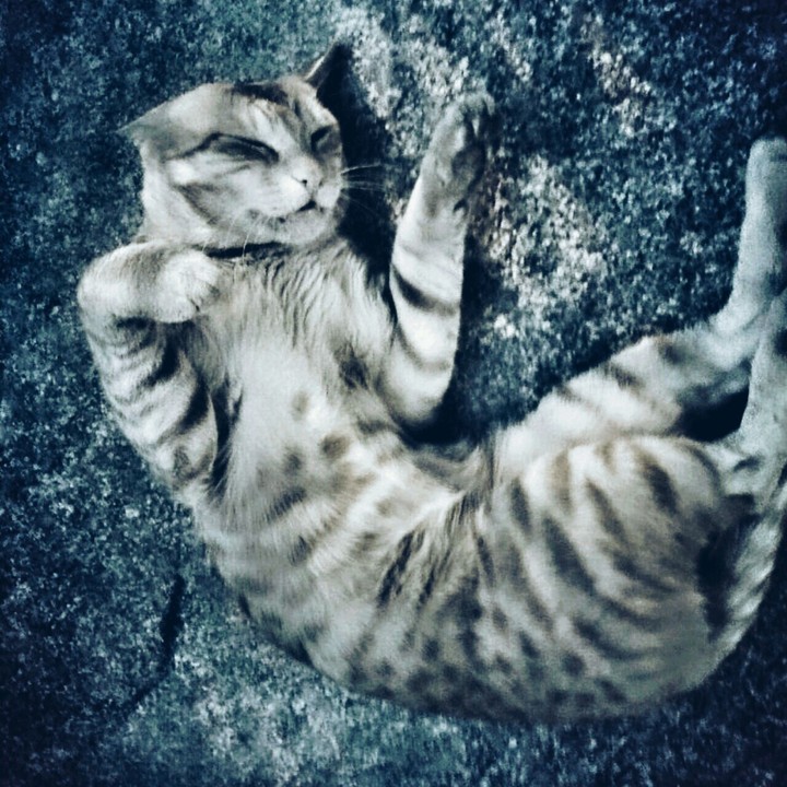 Naughty Cat♡