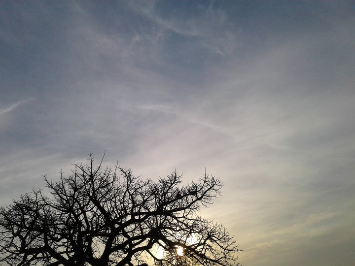 Tree by the afternoon