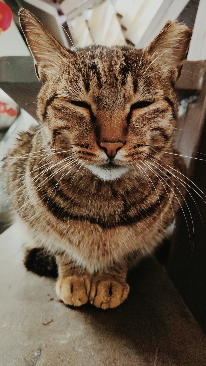 笑面喵