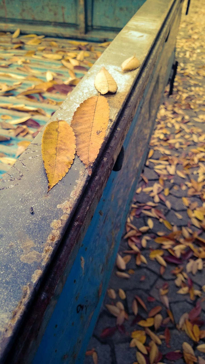 Maple2