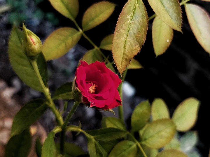 Red Rose