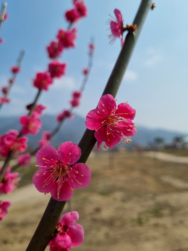 홍매화