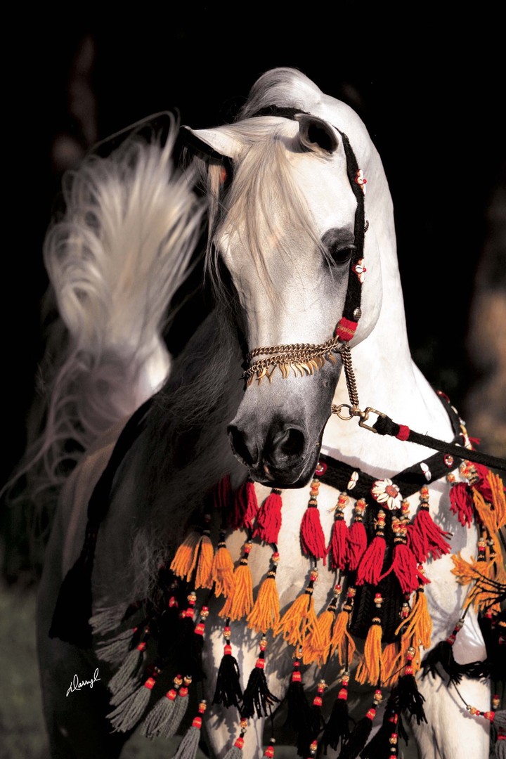 horses