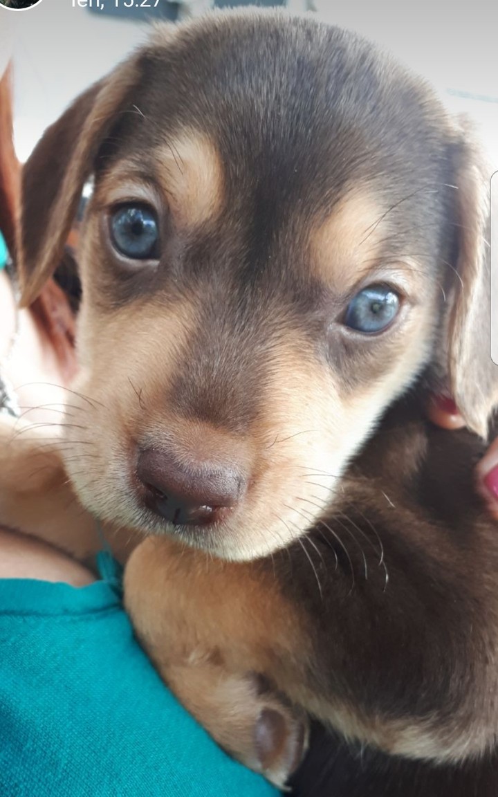 cucciolo
