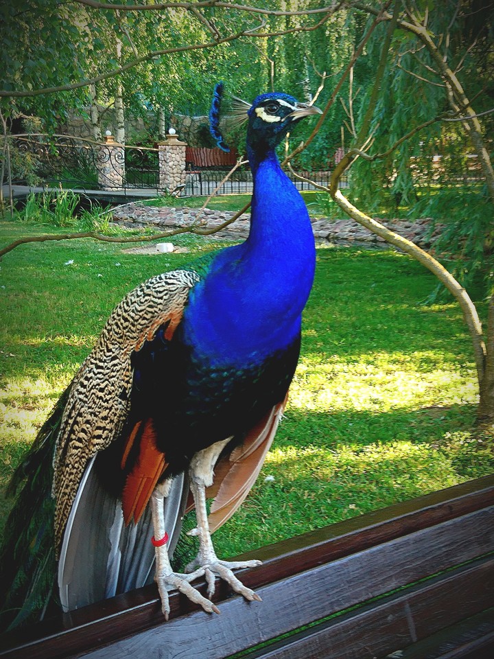 magic bird