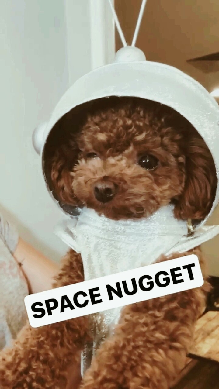 teacup poodle