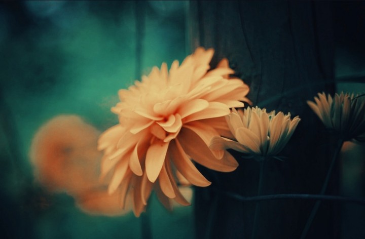 Flowers with Blur Background