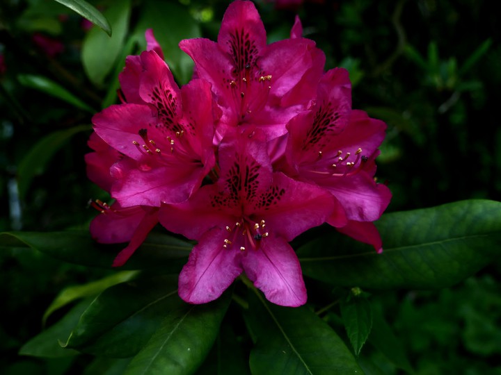 Blumen, Pflanzen