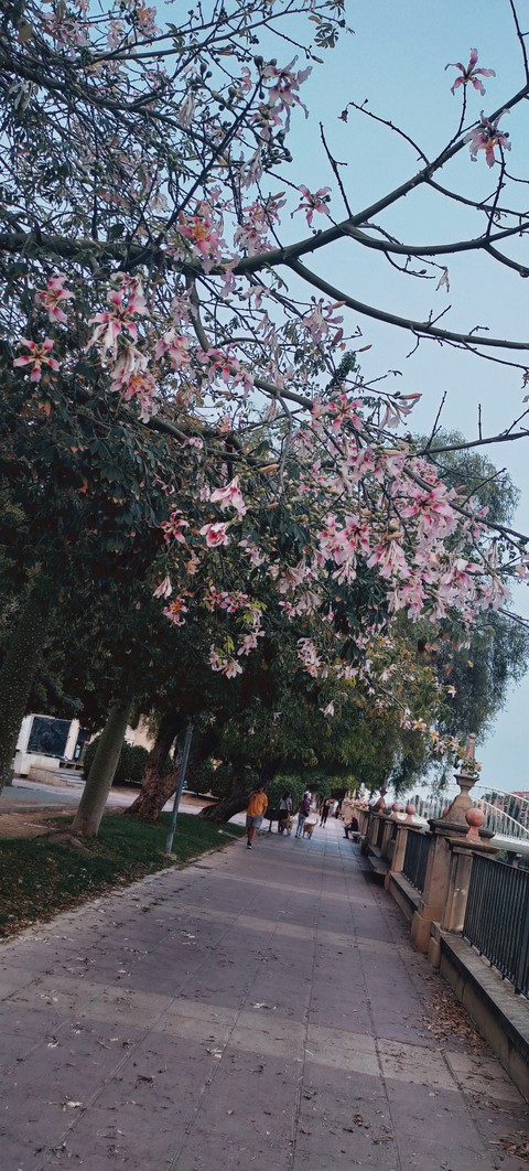 pink, tree वॉलपेपर