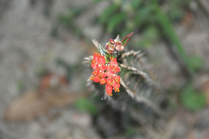 Xương rồng gai