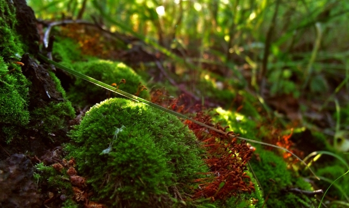 in the forest