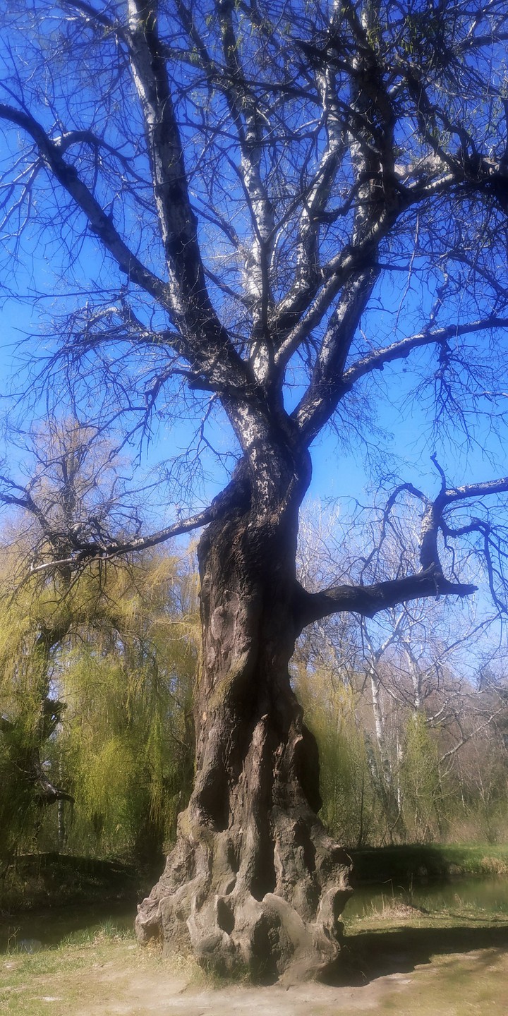 Oak