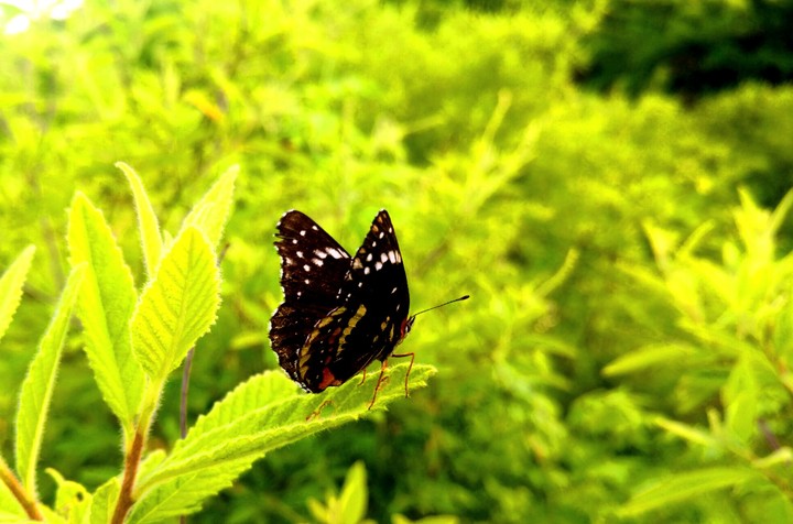 MARIPOSA, SAN LORENZO, GRO.