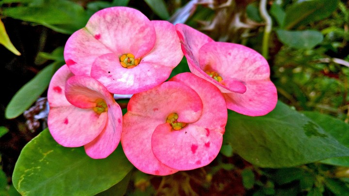 phorbia