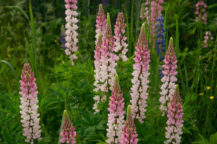 Lupine
