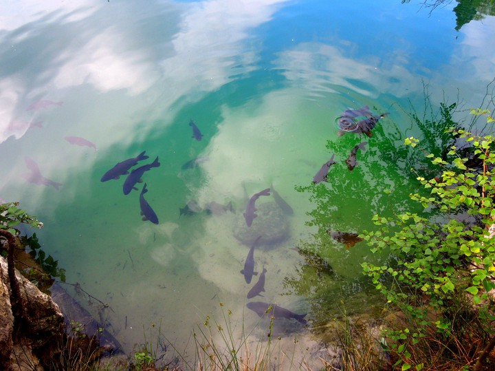 fishes ?