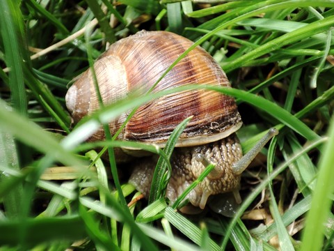 hình nền molluscs, lymnaeidae