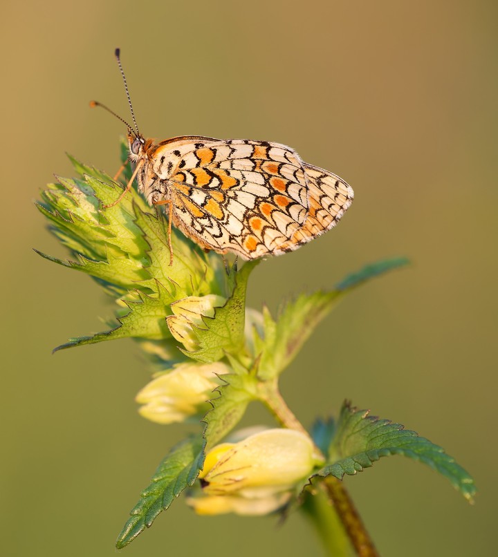 mariposa anaranjada