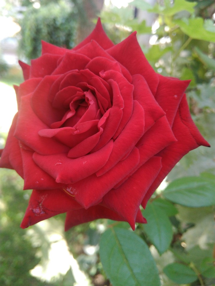 gül