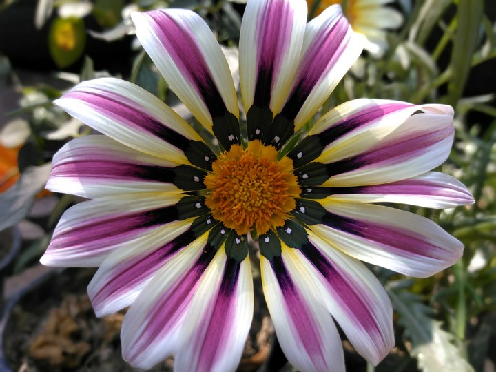gazaniya flower