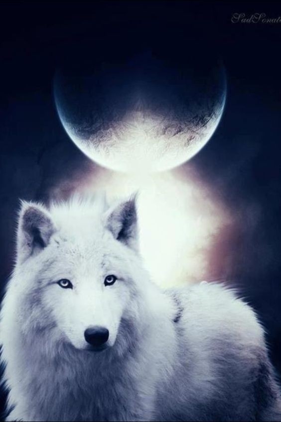 wolf