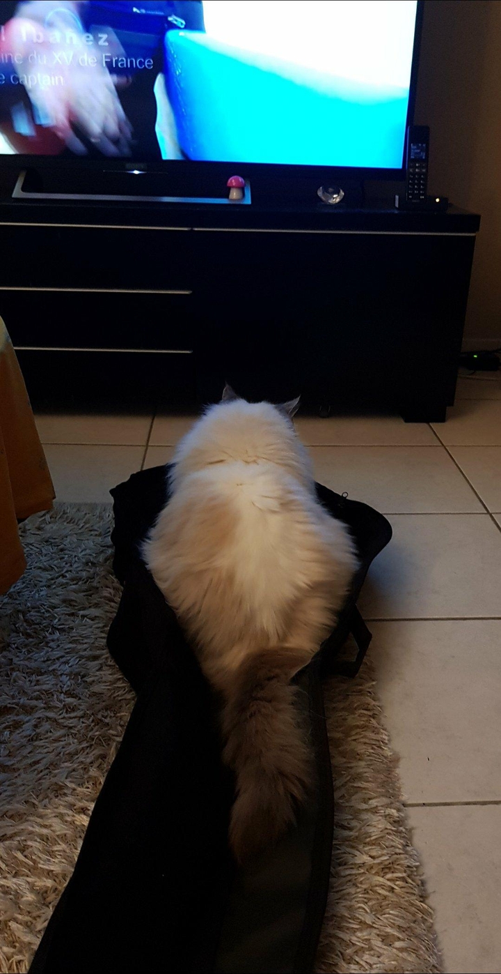 mimi
