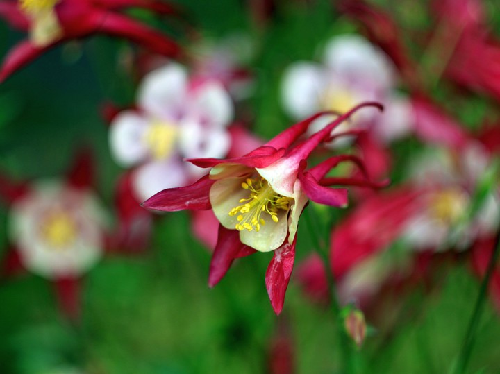 Beautiful flowers