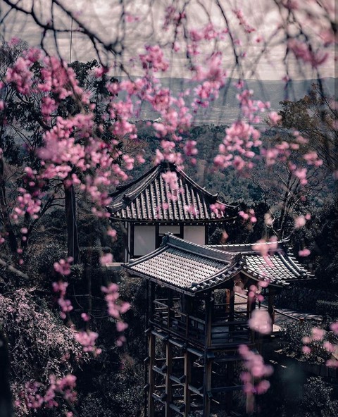 spring in kyoto