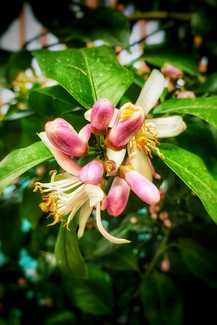 lemon flowers
