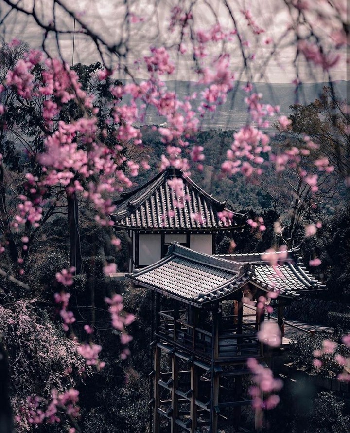 spring in kyoto