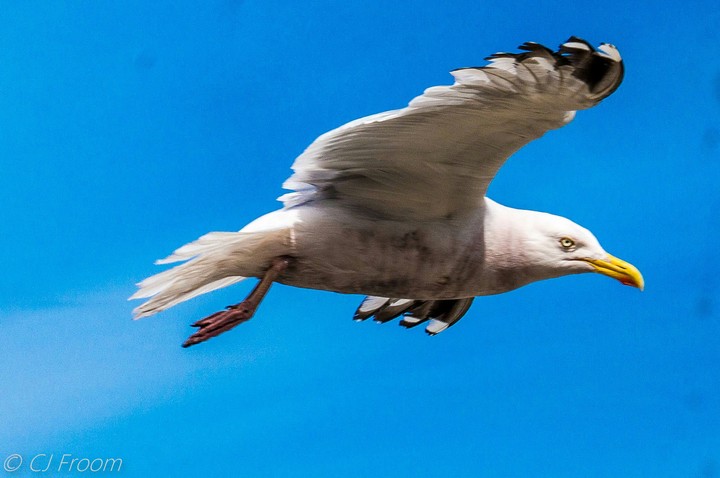 Seagull soars