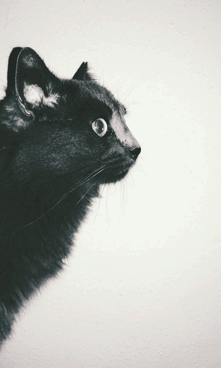 Gatinho