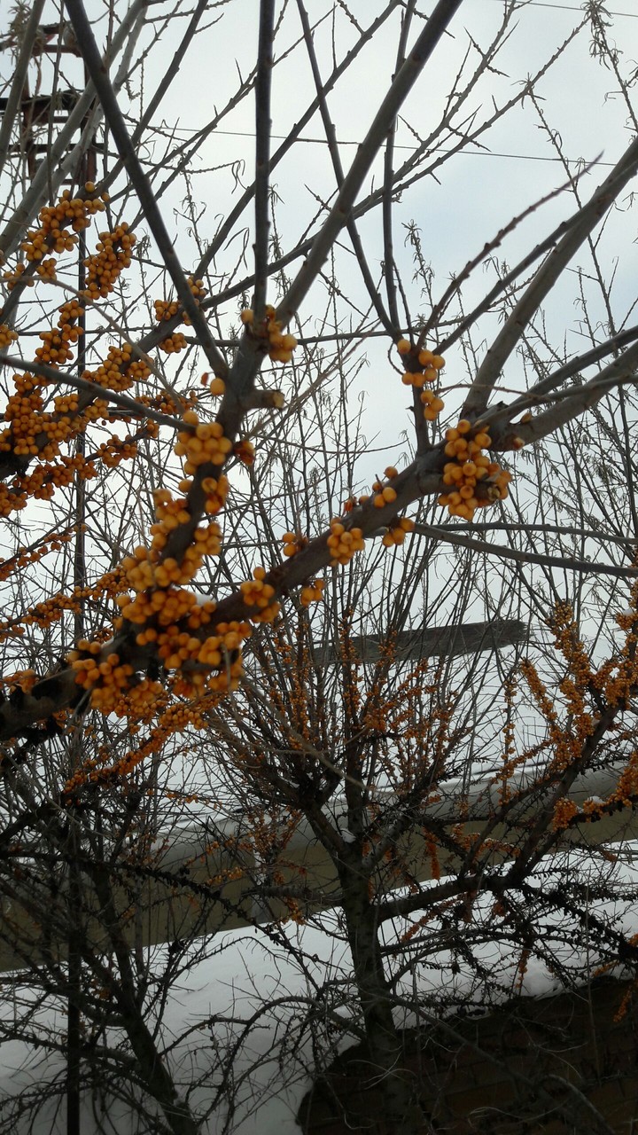tree