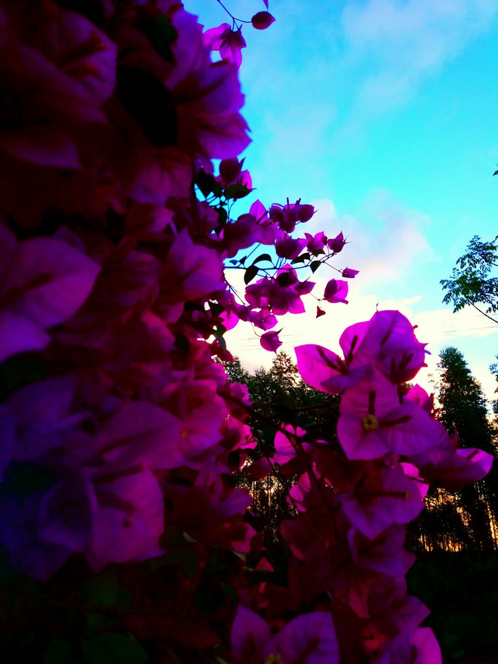 flowers