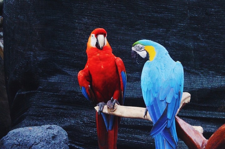 colour