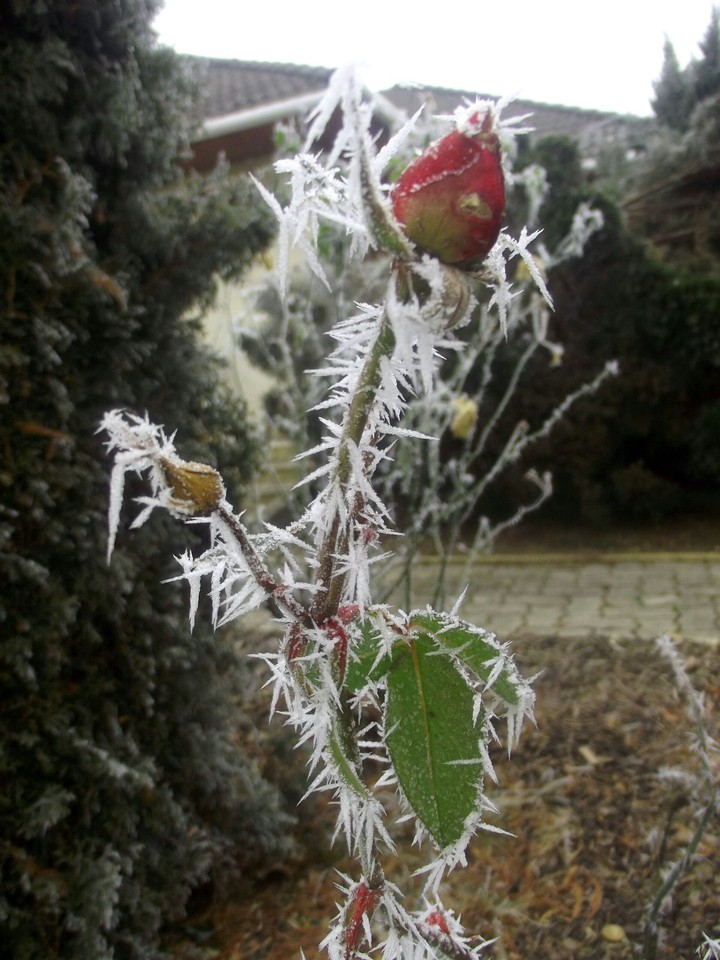 Frosted rose