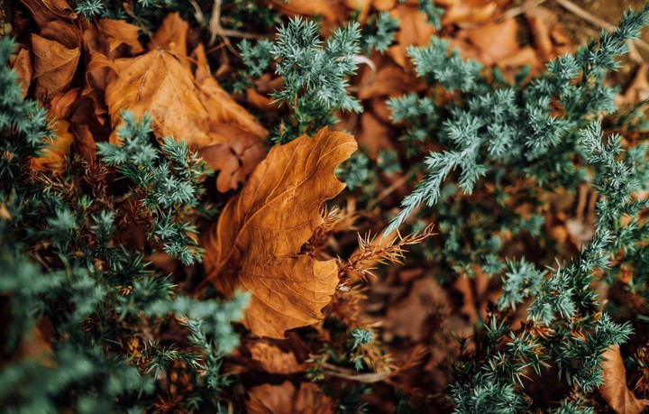 GREEN AND BROWN