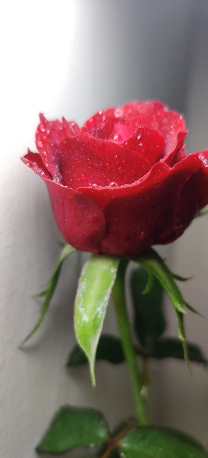 rose