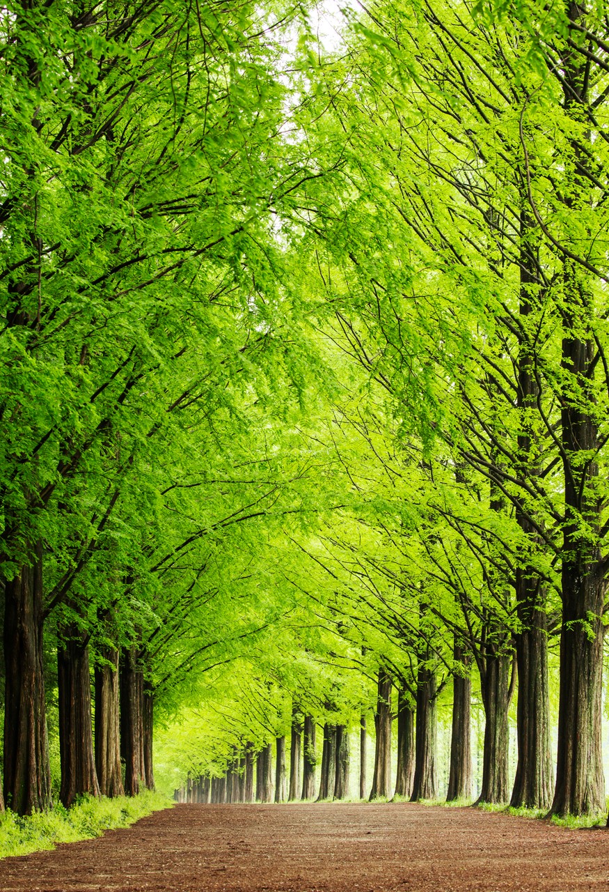 Trees and Path