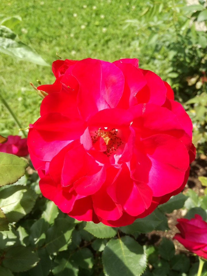 Rose