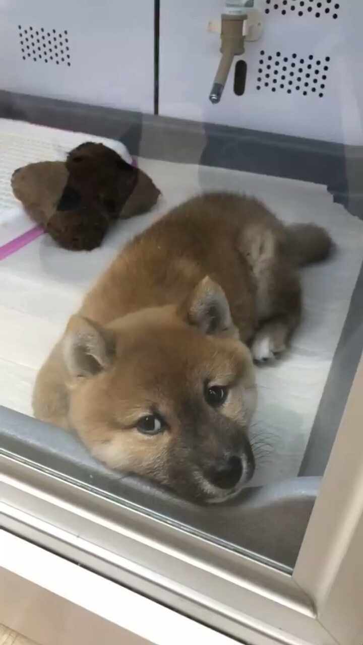 cute puppy