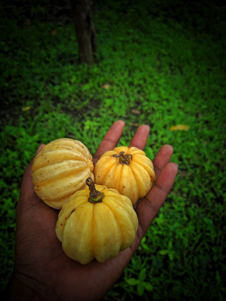 Garcinia cambogia