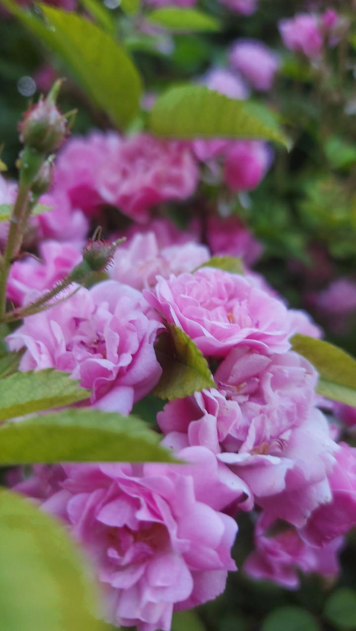 roses