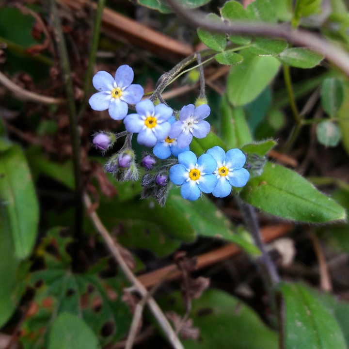 flower