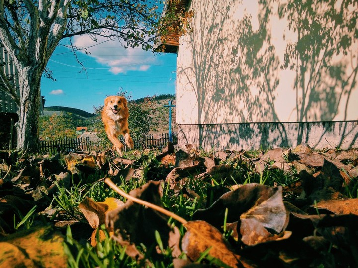 bobi :)