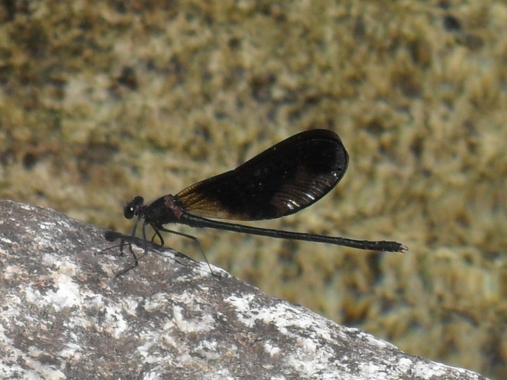 Black Dragonfly