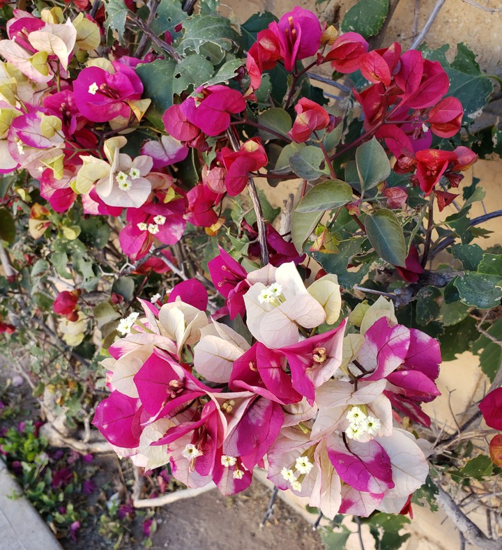 #bugambilia #flores