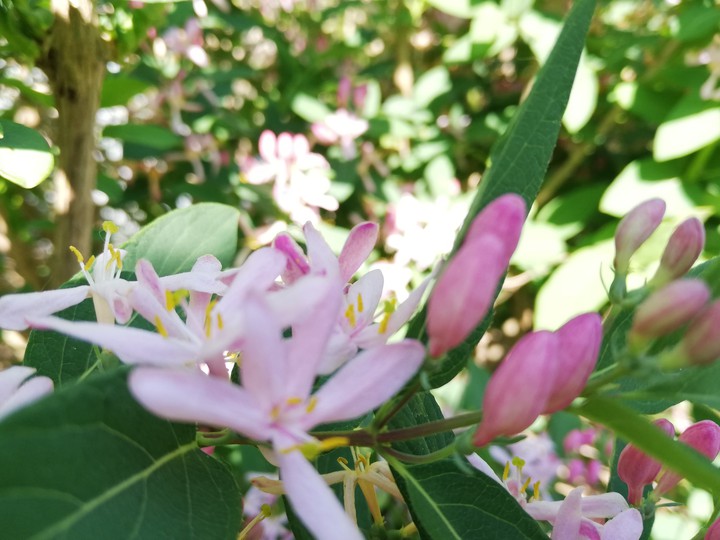 pink flowers