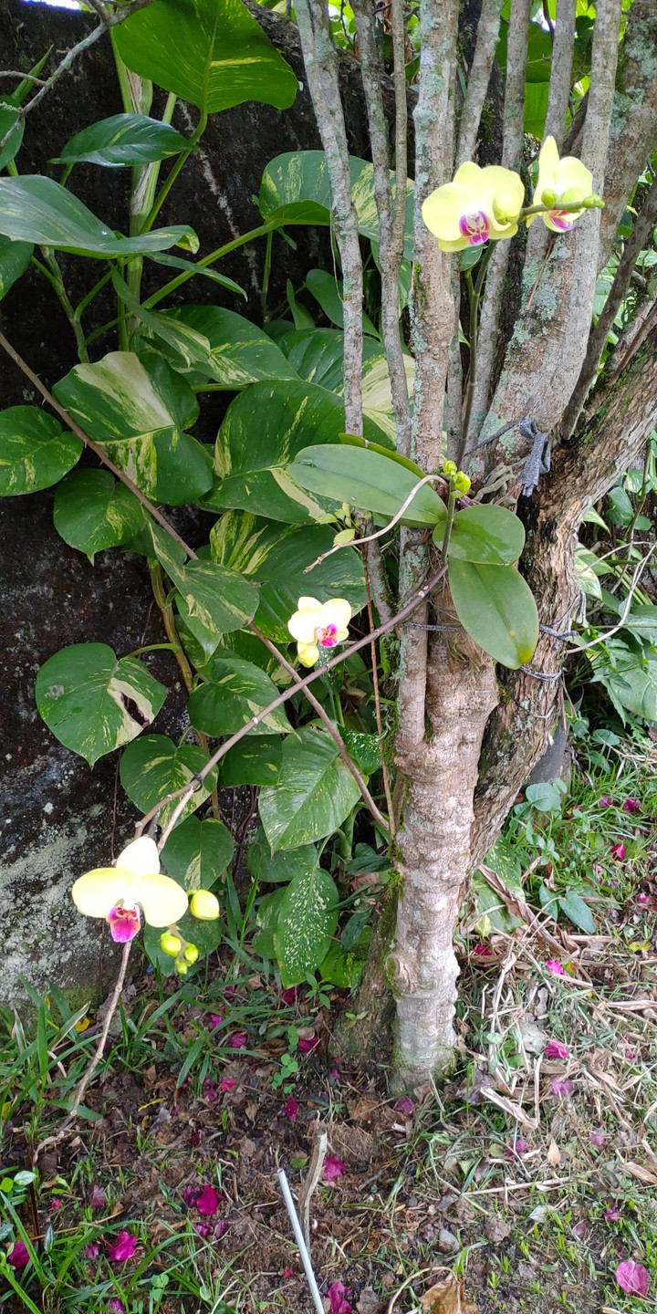 orquídeas