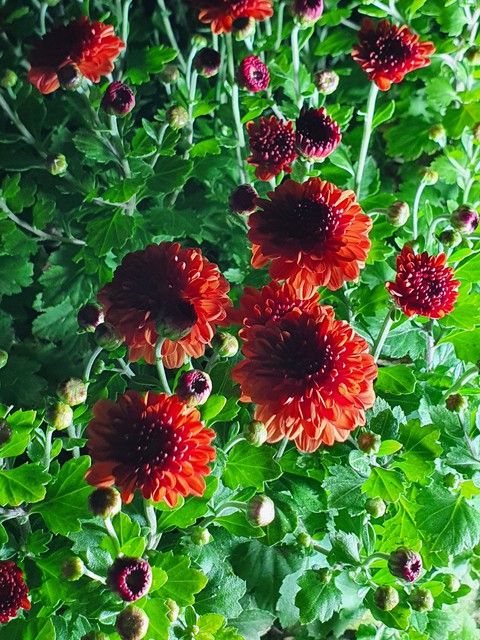 botany, red Hintergrundbilder